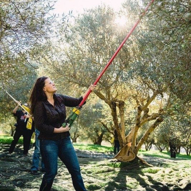 2025_2026 Kasım Ayı Naturel Soğuk Sıkım Olgun Hasat Premium Zeytinyağı 1 Lt. Cam Şişe